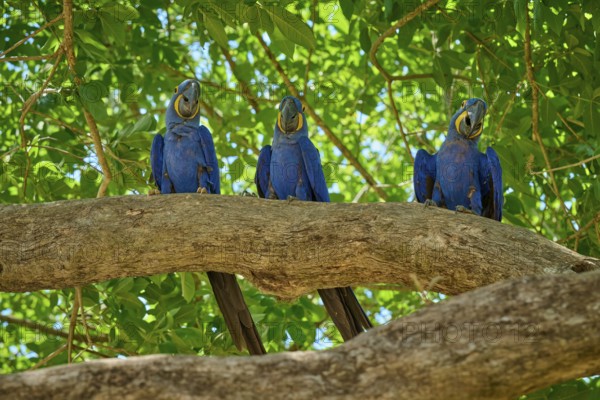Three Hyacinth Macaws sitting next to each other on a tree in a tropical environment, Hyacinth Macaw (Anodorhynchus hyacinthinus), Pantanal, UNESCO Biosphere Reserve, World Heritage Site, Mato Grosso, Brazil