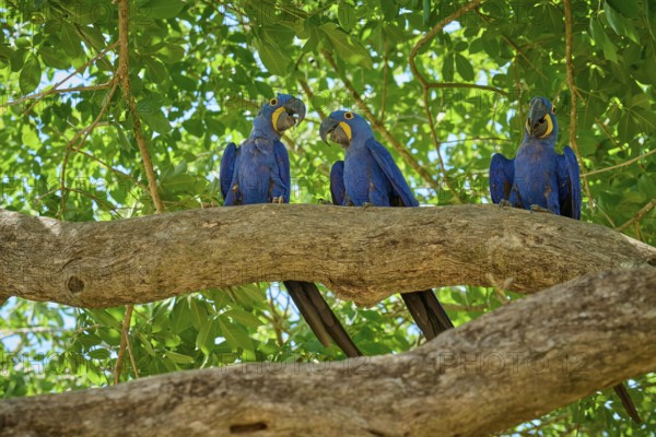 Three blue parrots sitting on a branch surrounded by green leaves on a sunny day, Hyacinth Macaw (Anodorhynchus hyacinthinus), Pantanal, UNESCO Biosphere Reserve, World Heritage Site, Mato Grosso, Brazil