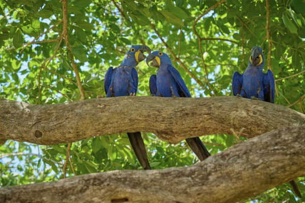 Three blue macaws next to each other on a tree branch in a green natural environment, Hyacinth Macaw (Anodorhynchus hyacinthinus), Pantanal, UNESCO Biosphere Reserve, World Heritage Site, Mato Grosso, Brazil