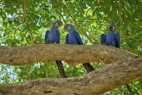 Three blue parrots on a branch with green leaves in the background on a sunny day, Hyacinth Macaw (Anodorhynchus hyacinthinus), Pantanal, UNESCO Biosphere Reserve, World Heritage Site, Mato Grosso, Brazil