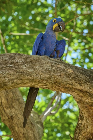 A blue macaw sitting high on a branch with a green foliage background, vertically orientated, Hyacinth Macaw (Anodorhynchus hyacinthinus), Pantanal, UNESCO Biosphere Reserve, World Heritage Site, Mato Grosso, Brazil