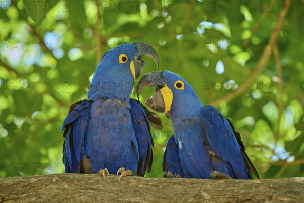 Pair of blue macaws on a branch, in a tropical, lively natural setting, Hyacinth Macaw (Anodorhynchus hyacinthinus), Pantanal, UNESCO Biosphere Reserve, World Heritage Site, Mato Grosso, Brazil