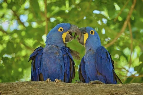 Two blue macaws perched on a branch in a living natural environment, Hyacinth Macaw (Anodorhynchus hyacinthinus), Pantanal, UNESCO Biosphere Reserve, World Heritage Site, Mato Grosso, Brazil