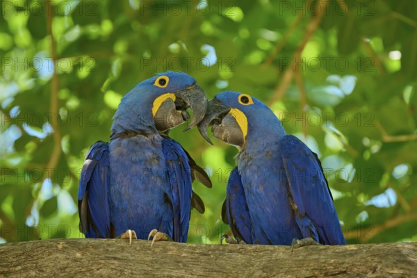 Two blue macaws on a branch under green leaves, a lively and colourful sight, Hyacinth Macaw (Anodorhynchus hyacinthinus), Pantanal, UNESCO Biosphere Reserve, World Heritage Site, Mato Grosso, Brazil