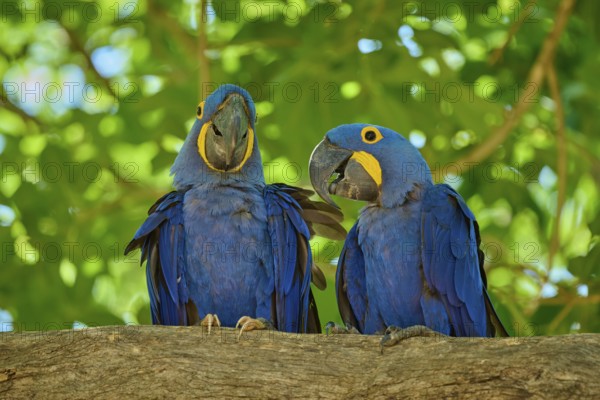 Two blue macaws resting on a branch, natural background with vivid green tones, Hyacinth Macaw (Anodorhynchus hyacinthinus), Pantanal, UNESCO Biosphere Reserve, World Heritage Site, Mato Grosso, Brazil