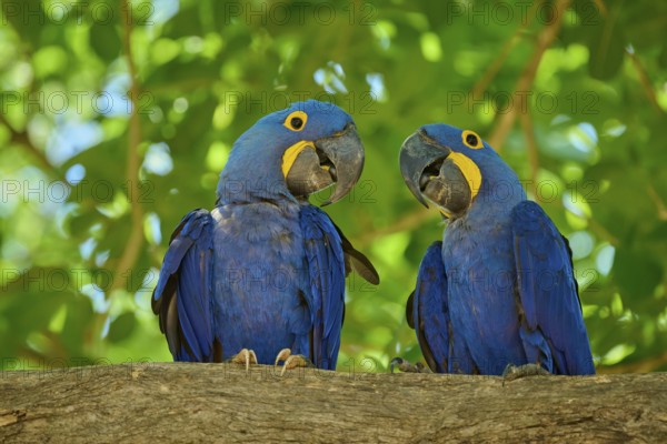 Two blue macaws sitting on a branch in a tropical environment under green leaves, Hyacinth Macaw (Anodorhynchus hyacinthinus), Pantanal, UNESCO Biosphere Reserve, World Heritage Site, Mato Grosso, Brazil