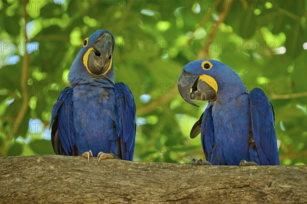Two blue parrots sitting together on a branch with dense foliage, Hyacinth Macaw (Anodorhynchus hyacinthinus), Pantanal, UNESCO Biosphere Reserve, World Heritage Site, Mato Grosso, Brazil