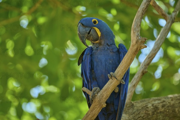 A blue parrot clings to a branch surrounded by tropical greenery, Hyacinth Macaw (Anodorhynchus hyacinthinus), Pantanal, UNESCO Biosphere Reserve, World Heritage Site, Mato Grosso, Brazil