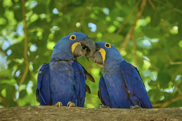 Two blue parrots sitting close together on a tree, surrounded by greenery, Hyacinth Macaw (Anodorhynchus hyacinthinus), Pantanal, UNESCO Biosphere Reserve, World Heritage Site, Mato Grosso, Brazil