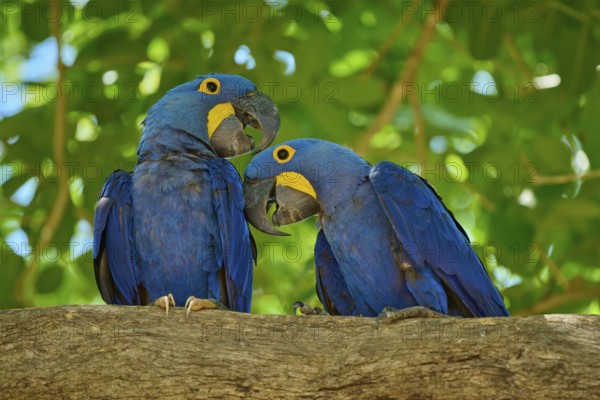 Two blue parrots sitting in close interaction on a tree branch, Hyacinth Macaw (Anodorhynchus hyacinthinus), Pantanal, UNESCO Biosphere Reserve, World Heritage Site, Mato Grosso, Brazil