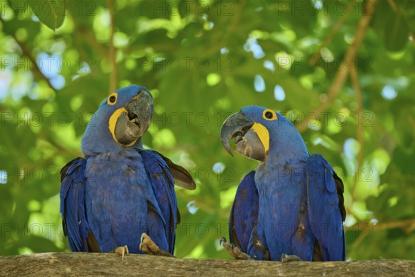 Pair of blue macaws sitting on a branch surrounded by green nature, Hyacinth Macaw (Anodorhynchus hyacinthinus), Pantanal, UNESCO Biosphere Reserve, World Heritage Site, Mato Grosso, Brazil