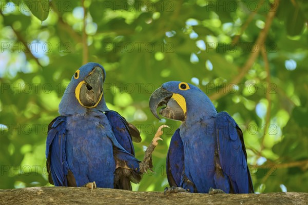 Two blue macaws on a branch, one raises its foot, with green background, Hyacinth Macaw (Anodorhynchus hyacinthinus), Pantanal, UNESCO Biosphere Reserve, World Heritage Site, Mato Grosso, Brazil