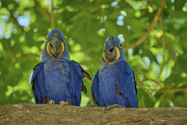 Two blue macaws on a branch with deep green leaves in the background, vivid colours, Hyacinth Macaw (Anodorhynchus hyacinthinus), Pantanal, UNESCO Biosphere Reserve, World Heritage Site, Mato Grosso, Brazil