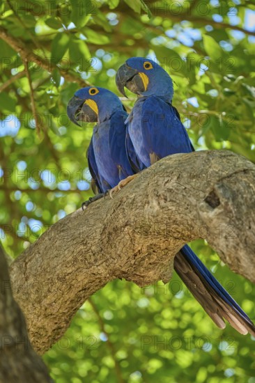 Two blue parrots side by side on a branch under a green canopy, Hyacinth Macaw (Anodorhynchus hyacinthinus), Pantanal, UNESCO Biosphere Reserve, World Heritage Site, Mato Grosso, Brazil