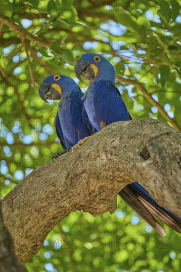 Two blue parrots on a branch, surrounded by bright green leaves, Hyacinth Macaw (Anodorhynchus hyacinthinus), Pantanal, UNESCO Biosphere Reserve, World Heritage Site, Mato Grosso, Brazil