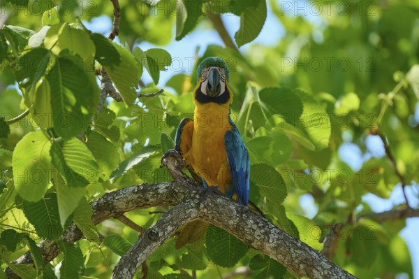 A blue and yellow parrot sits on a branch surrounded by lush green leaves on a sunny day, Yellow-breasted Macaw (Ara ararauna), Pantanal, UNESCO Biosphere Reserve, World Heritage Site, Mato Grosso, Brazil
