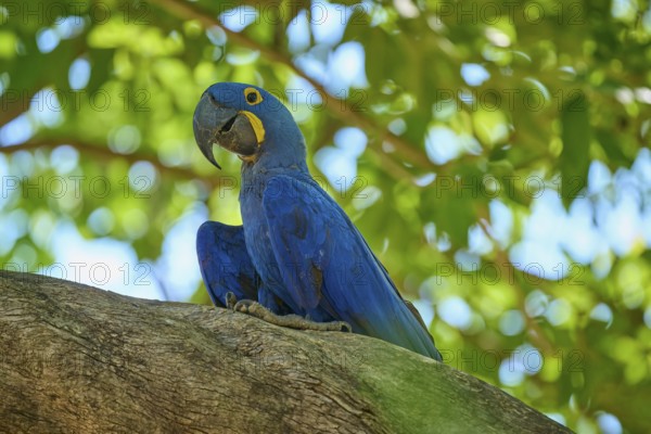 A single blue parrot sitting on a branch in the tropical light, Hyacinth Macaw (Anodorhynchus hyacinthinus), Pantanal, UNESCO Biosphere Reserve, World Heritage Site, Mato Grosso, Brazil