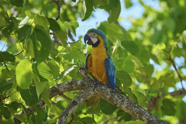 A colourful parrot sits on a branch amidst green leaves under a blue sky, Yellow-breasted Macaw (Ara ararauna), Pantanal, UNESCO Biosphere Reserve, World Heritage Site, Mato Grosso, Brazil