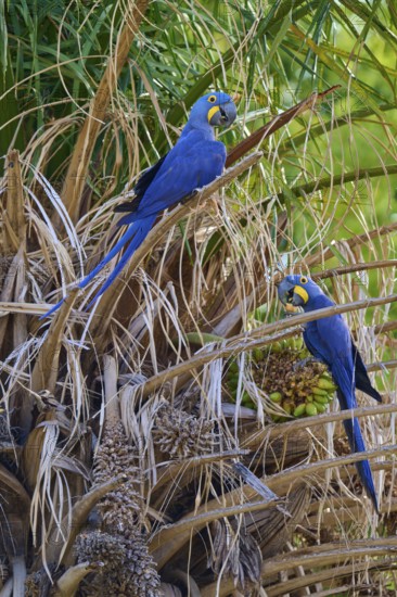 Two parrots with vivid blue feathers on dry branches in front of palm trees, Hyacinth Macaw (Anodorhynchus hyacinthinus), Pantanal, UNESCO Biosphere Reserve, World Heritage Site, Mato Grosso, Brazil