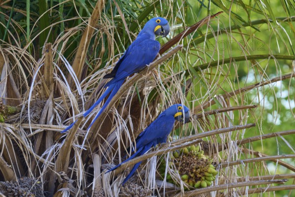 Two blue parrots sitting on a palm tree in a tropical environment, Hyacinth Macaw (Anodorhynchus hyacinthinus), Pantanal, UNESCO Biosphere Reserve, World Heritage Site, Mato Grosso, Brazil