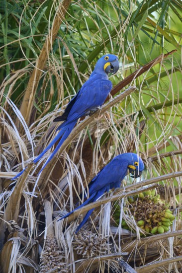 Two blue-feathered parrots sitting on branches in a green environment, Hyacinth Macaw (Anodorhynchus hyacinthinus), Pantanal, UNESCO Biosphere Reserve, World Heritage Site, Mato Grosso, Brazil
