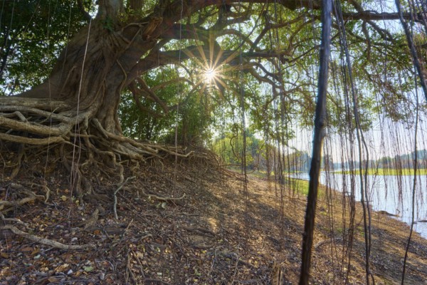 Sunlight penetrates dense tree roots on a riverbank, creates a mystical natural atmosphere, sunrise, Rio Negro, Fazenda Barranco Alto, Pantanal, UNESCO Biosphere Reserve, World Heritage Site, Mato Grosso, Brazil