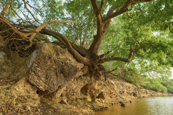 Old tree with branched roots on the banks of a river, peaceful shade, Rio Negro, Fazenda Barranco Alto, Pantanal, UNESCO Biosphere Reserve, World Heritage Site, Mato Grosso, Brazil