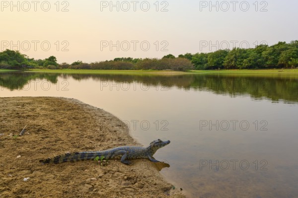 Yacare caiman (Caiman yacare, Caiman crocodilus yacara), resting on the river bank at sunrise, surrounded by calm waters and green vegetation, Rio Negro, Fazenda Barranco Alto, Pantanal, UNESCO Biosphere Reserve, World Heritage Site, Mato Grosso, Brazil