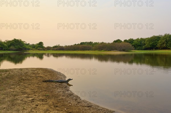 Yacare caiman (Caiman yacare, Caiman crocodilus yacara), lying on the riverbank at sunset, surrounded by dense vegetation and calm water, Rio Negro, Fazenda Barranco Alto, Pantanal, UNESCO Biosphere Reserve, World Heritage Site, Mato Grosso, Brazil