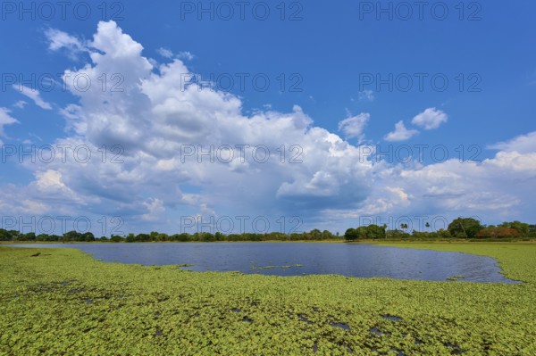 View of the lake with aquatic plants, lettuce and dramatic clouds in the sky, Fazenda Barranco Alto, Pantanal, UNESCO Biosphere Reserve, World Heritage Site, Mato Grosso, Brazil