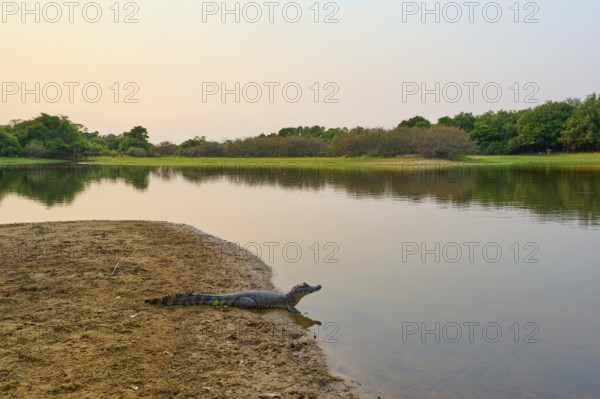 Yacare caiman (Caiman yacare, Caiman crocodilus yacara), on the banks of a river at sunrise, peaceful natural scenery with trees and calm water, Rio Negro, Fazenda Barranco Alto, Pantanal, UNESCO Biosphere Reserve, World Heritage Site, Mato Grosso, Brazil