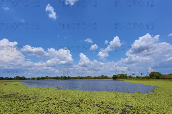 Big sky with white clouds over a lake with green water lettuce, Fazenda Barranco Alto, Pantanal, UNESCO Biosphere Reserve, World Heritage Site, Mato Grosso, Brazil