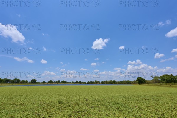 Clouds on a clear blue sky over a wide lake with lettuce, Fazenda Barranco Alto, Pantanal, UNESCO Biosphere Reserve, World Heritage Site, Mato Grosso, Brazil