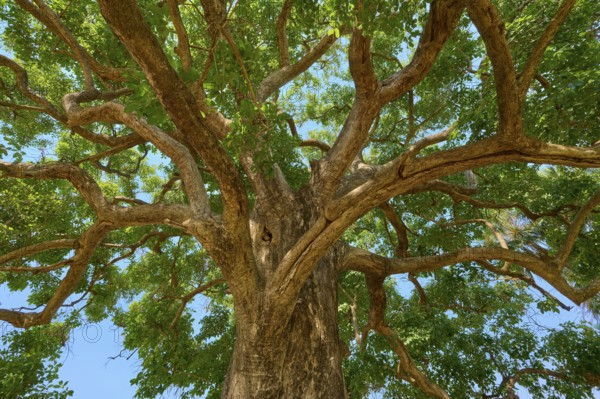 View of the treetop with branching branches and green foliage, Fazenda Barranco Alto, Pantanal, UNESCO Biosphere Reserve, World Heritage Site, Mato Grosso, Brazil