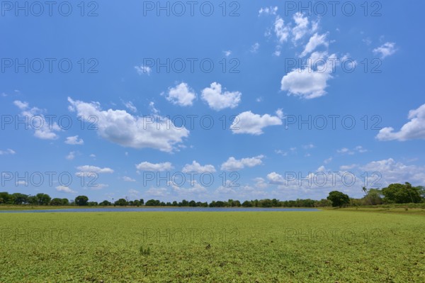 Clear blue sky with sheep clouds over a large lake with water lettuce, Fazenda Barranco Alto, Pantanal, UNESCO Biosphere Reserve, World Heritage Site, Mato Grosso, Brazil