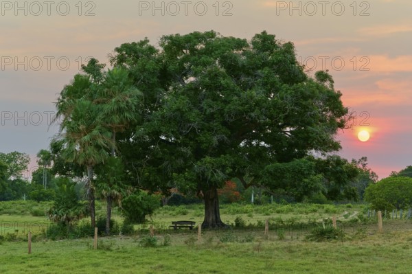Sunrise behind a large tree with a bench nearby, Fazenda Barranco Alto, Pantanal, UNESCO Biosphere Reserve, World Heritage Site, Mato Grosso, Brazil