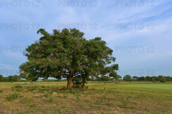 Large tree under clear blue sky in open landscape, Fazenda Barranco Alto, Pantanal, UNESCO Biosphere Reserve, World Heritage Site, Mato Grosso, Brazil