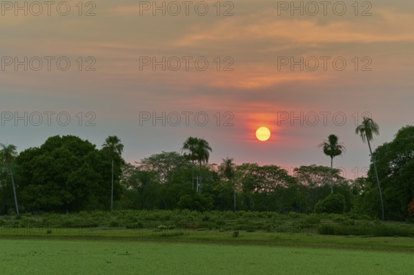 Bright sunrise behind palm trees with wide meadow in the foreground, Fazenda Barranco Alto, Pantanal, UNESCO Biosphere Reserve, World Heritage Site, Mato Grosso, Brazil