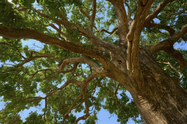 View of the treetop with thick branches and blue sky, Fazenda Barranco Alto, Pantanal, UNESCO Biosphere Reserve, World Heritage Site, Mato Grosso, Brazil