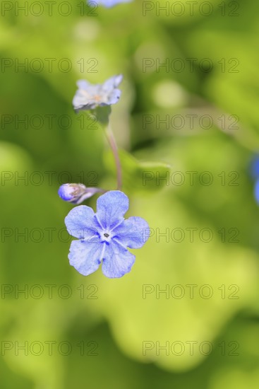 Marsh forget-me-not (Myosotis palustris), true forget-me-not in bloom in spring, close-up, Wilnsdorf, North Rhine-Westphalia, Germany