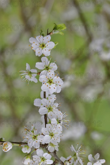 Blossom branch, blackthorn (Prunus spinosa), also known as blackthorn, close-up with bokeh in the background, Wilnsdorf, North Rhine-Westphalia, Germany