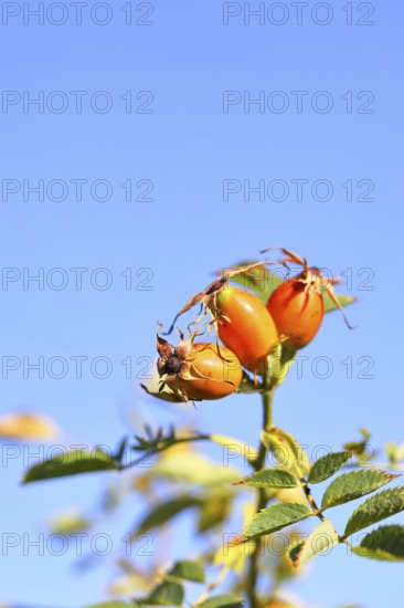 Ripe rosehip fruit of the dog rose (Rosa canina) on a branch, in front of a blue sky, Wilnsdorf, North Rhine-Westphalia, Germany