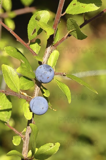 Blackthorn (Prunus spinosa), branch with ripe fruit, autumn, Wilnsdorf, North Rhine-Westphalia, Germany