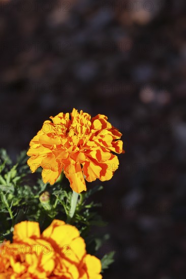 Bright orange flower of Tagetes erecta in close-up under sunlight with dark background, in a garden, Wilnsdorf, North Rhine-Westphalia, Germany