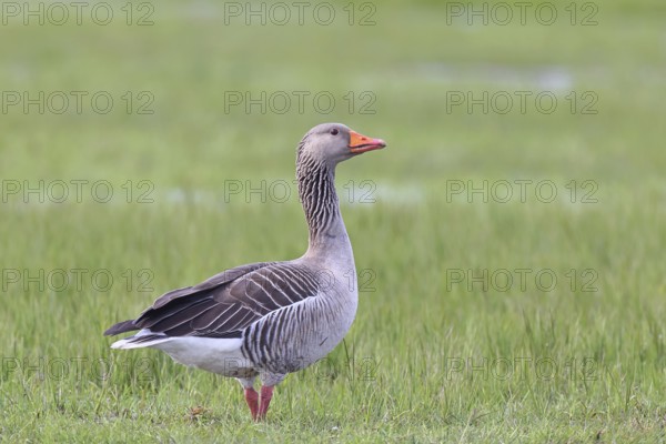 Grey goose (Anser anser) on a moor, DÃ¼mmer, Lake DÃ¼mmer, Ochsenmoor, HÃ¼de, Lower Saxony, Germany