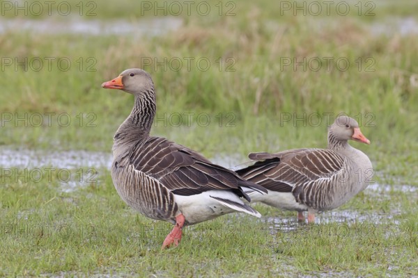 Grey goose (Anser anser) pair on a moor, DÃ¼mmer, Lake DÃ¼mmer, Ochsenmoor, HÃ¼de, Lower Saxony, Germany