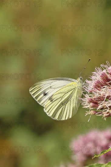 A Cabbage butterfly (Pieris brassicae) sucking nectar on the flower of a Hemp agrimony (Asteraceae), in a natural environment in the wild, nice bokeh in the background, Wildlife, Insects, Butterflies, Butterflies, Wilnsdorf, North Rhine-Westphalia, Germany