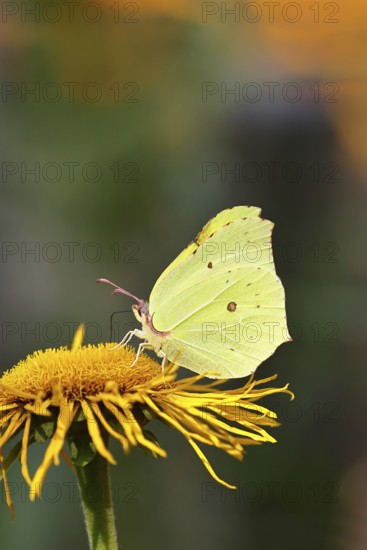 Lemon butterfly (Gonepteryx rhamny) on a yellow flower of a Great Telekie (Telekia speciosa), Wildlife, Insects, Butterflies, Butterflies, Wilnsdorf, North Rhine-Westphalia, Germany