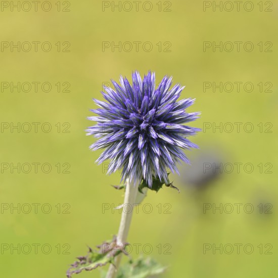 Blue globe thistle (Echinops ritro), flower, ornamental plant in a garden, Wilnsdorf, North Rhine-Westphalia, Germany