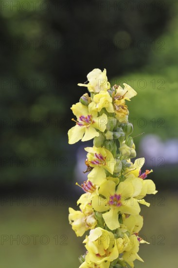 Dark mullein (Verbascum nigrum), flowers, inflorescence, in a natural garden, close-up, Wilnsdorf, North Rhine-Westphalia, Germany